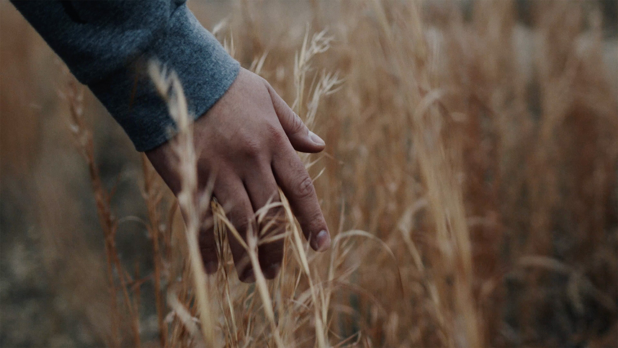 Hand in tall grass